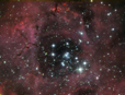 rosette